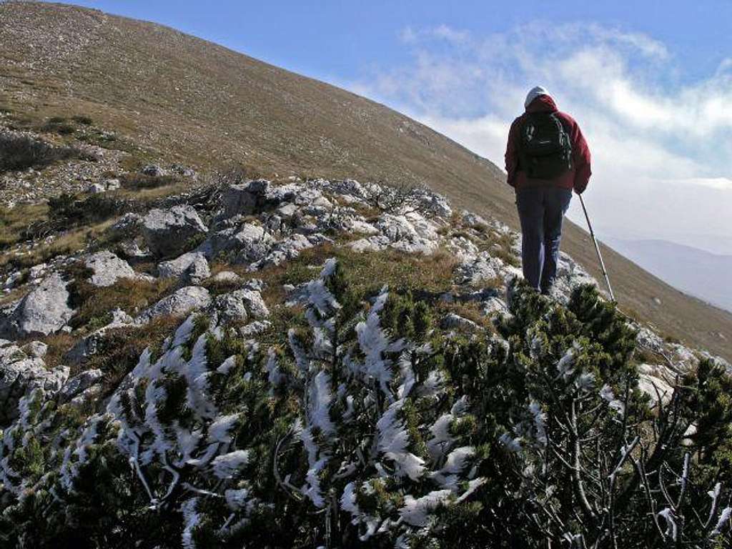 frozen bush near the summit...