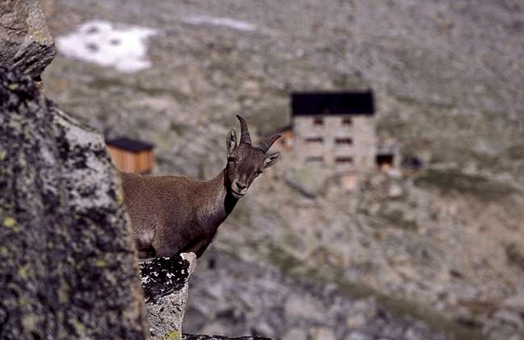 young ibex near Almageller hut