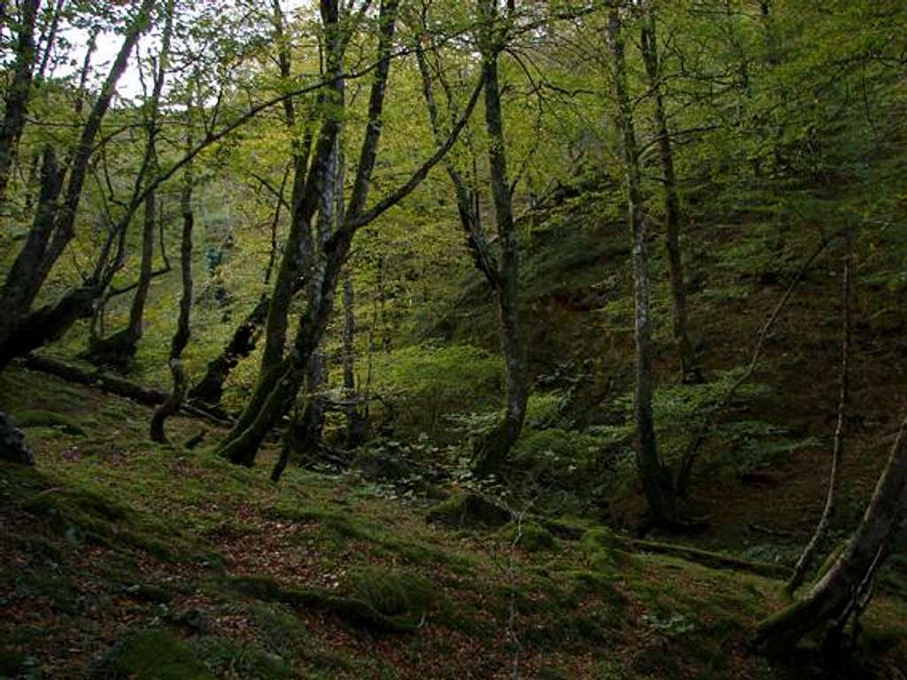 Forest of Behorlegi
