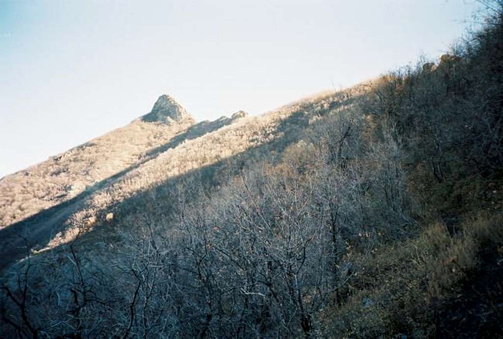 Looking up at Mount Turnbull.