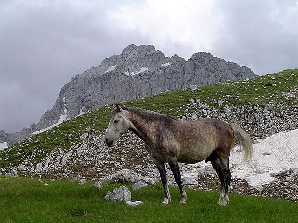 Horse & Bezimeni Vrh