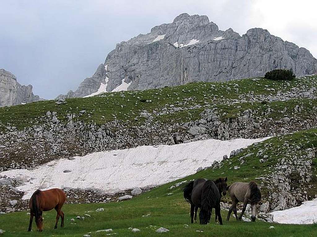 Horses in Gornja Alisnica...