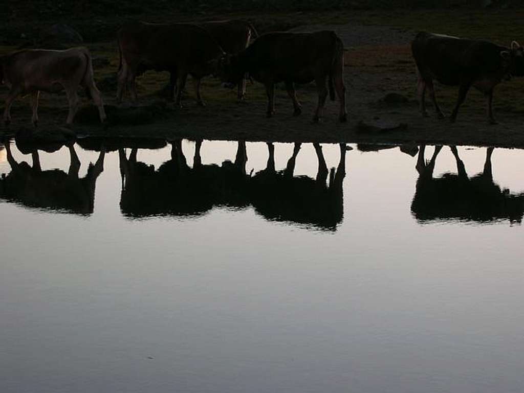 Cows reflecting in Rosole Lake