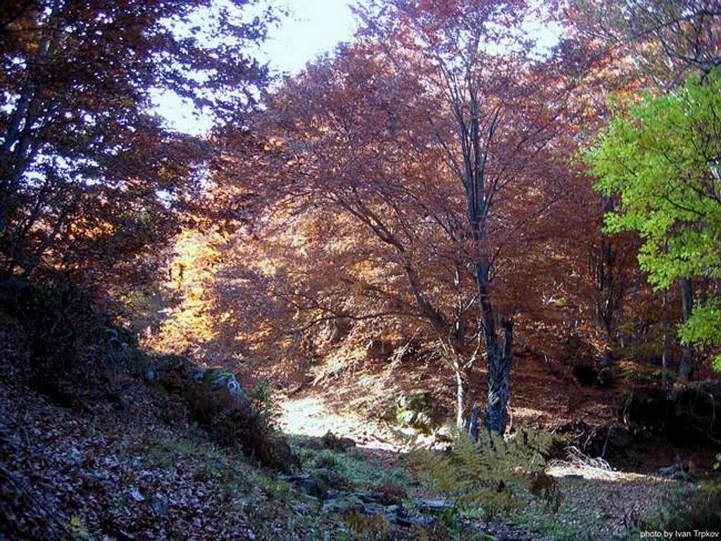 Beech forest on Neolica massif