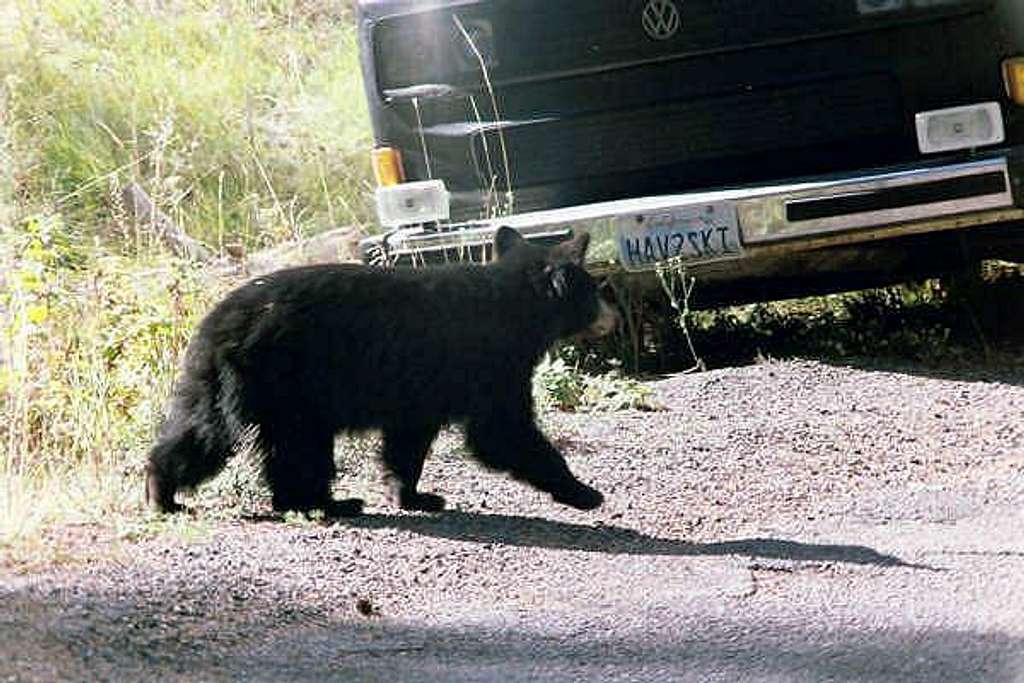Young black bear exploring...