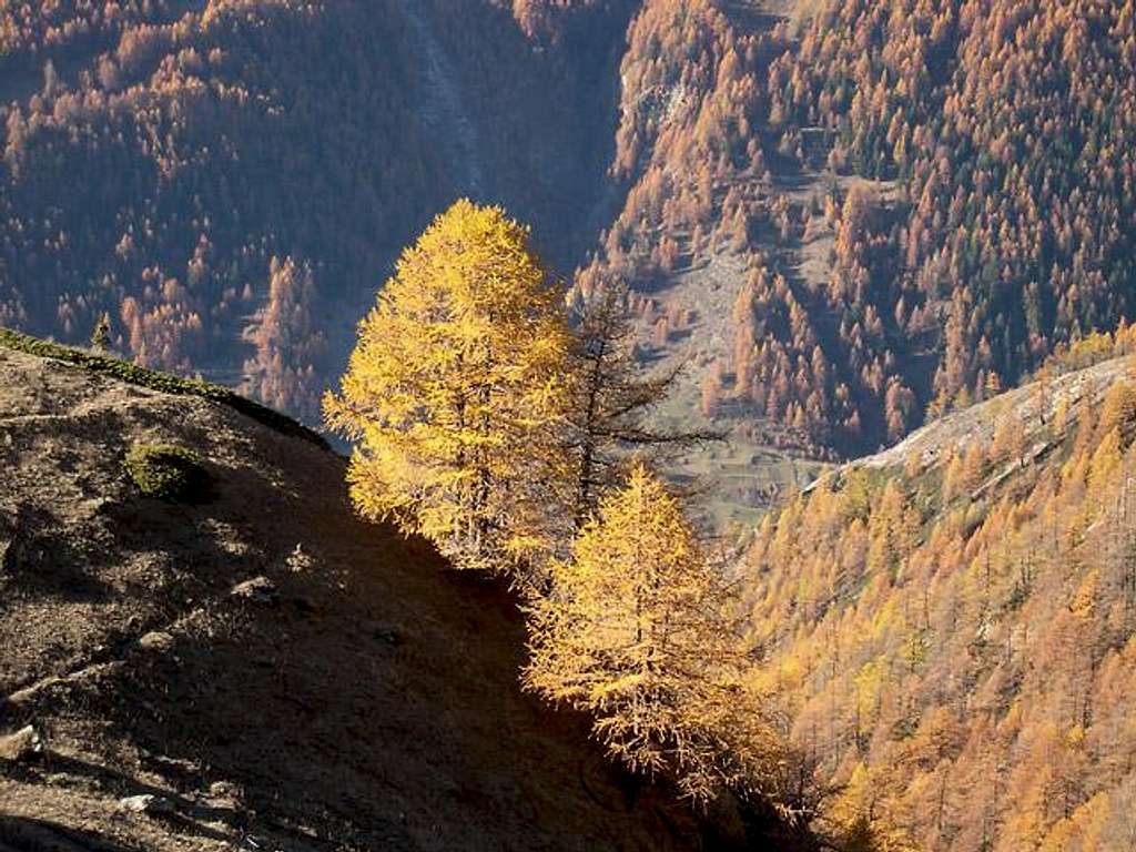 Fall dress of larches, view...