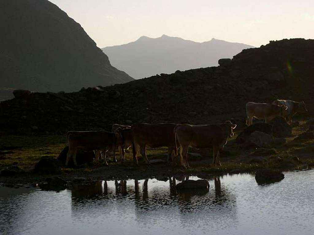Cows near Rosole Lake
