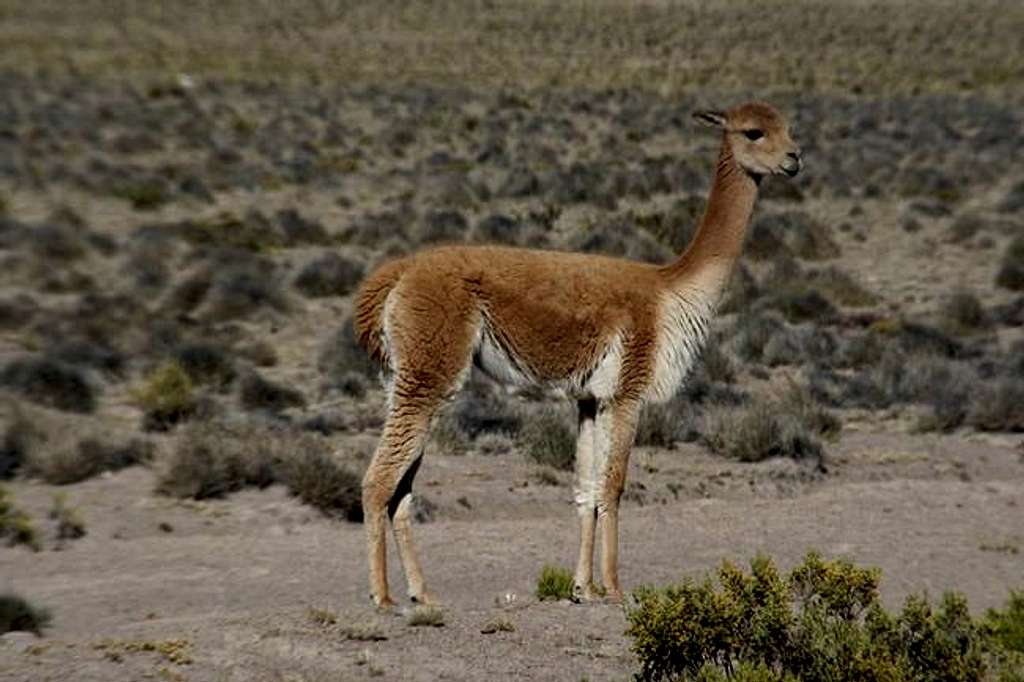 Vicuna seen from the road