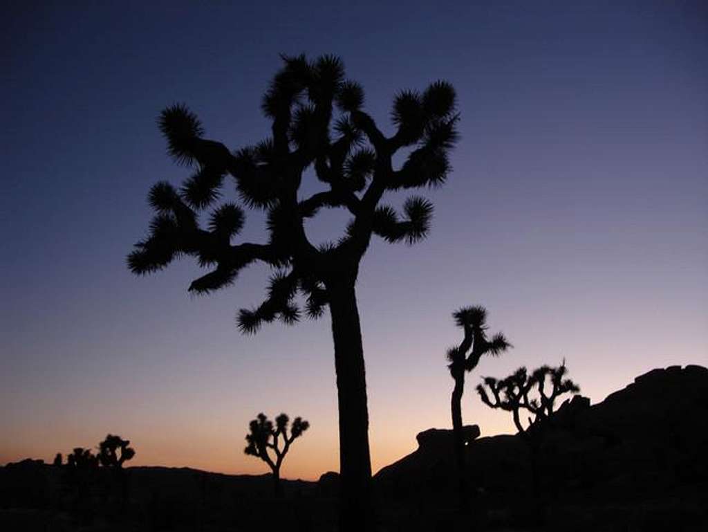 My first time at Joshua Tree:...