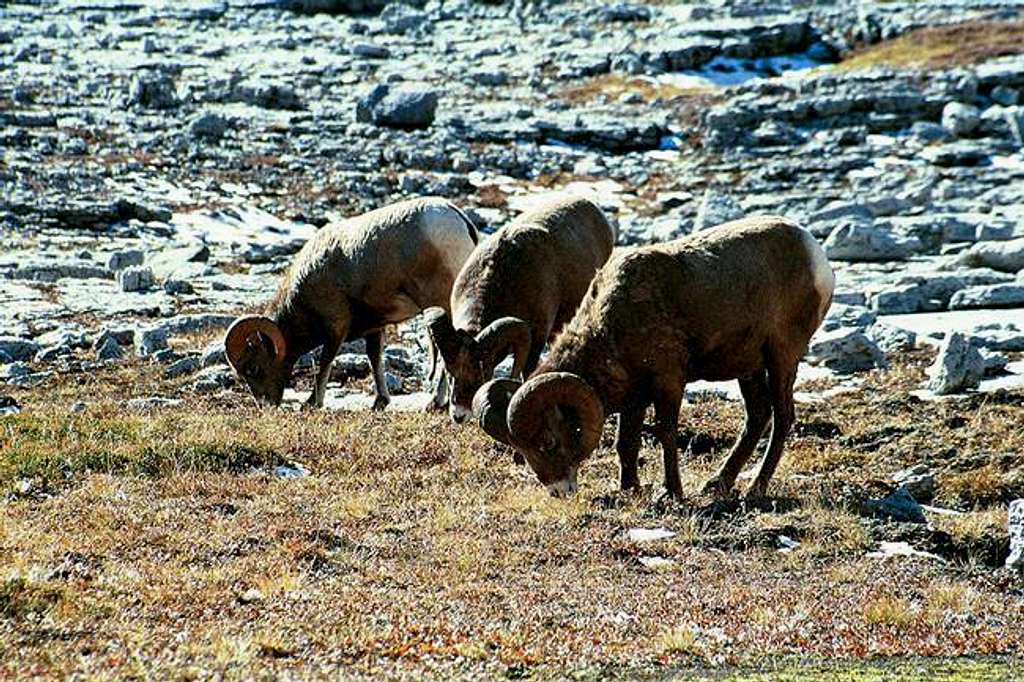 Canadian Rocky Mountain Sheep...