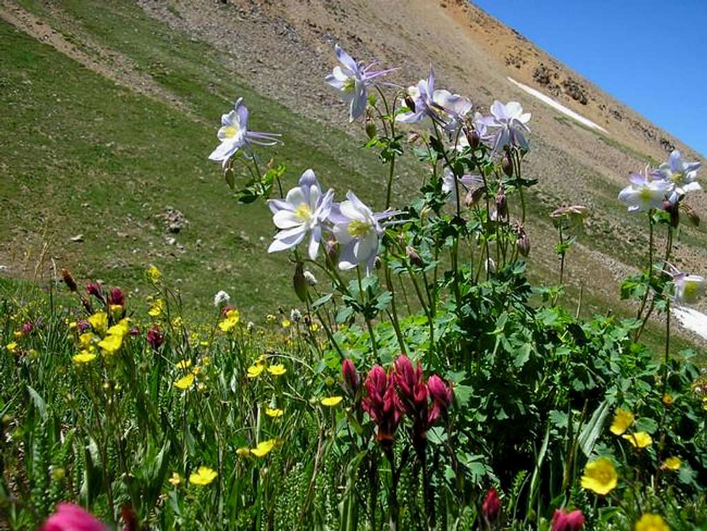 flowers on the slopes