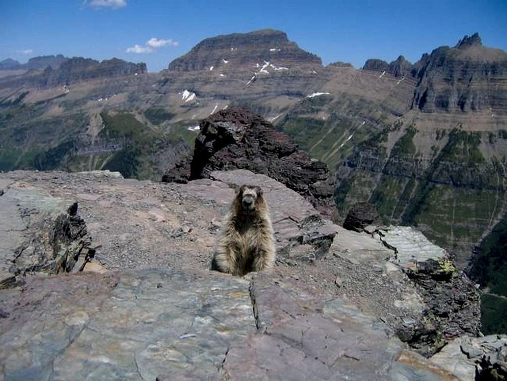 This totally adorable Marmot...