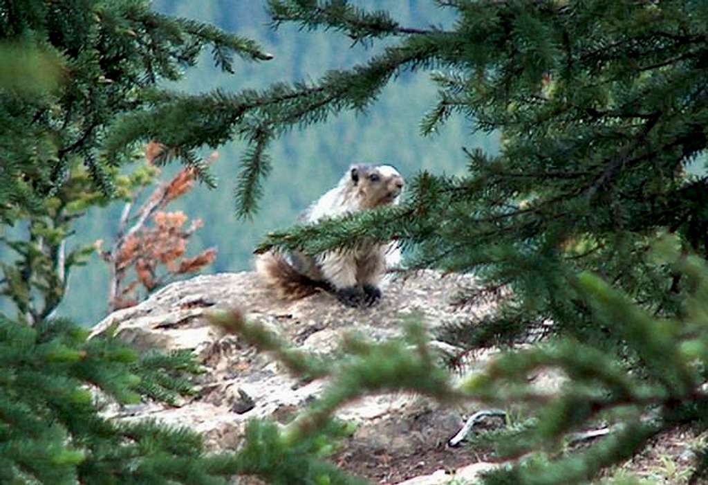 Hoary Marmot on ascent of the...