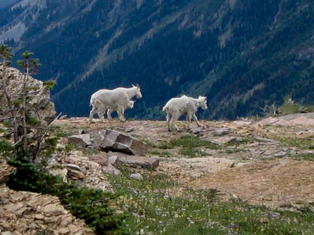 Mountain goats on Angel...