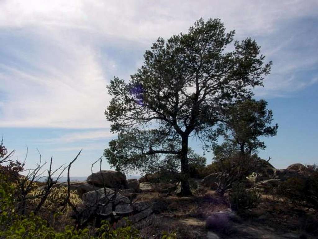 A lone tree in a rugged...