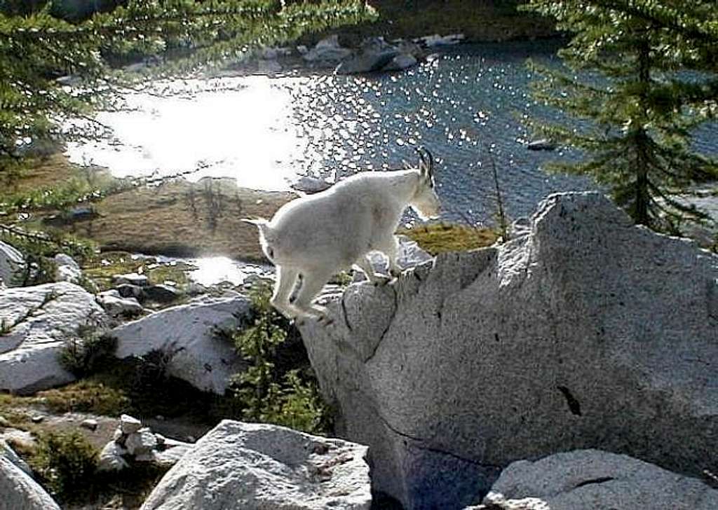 Mountain goat jumping up to...
