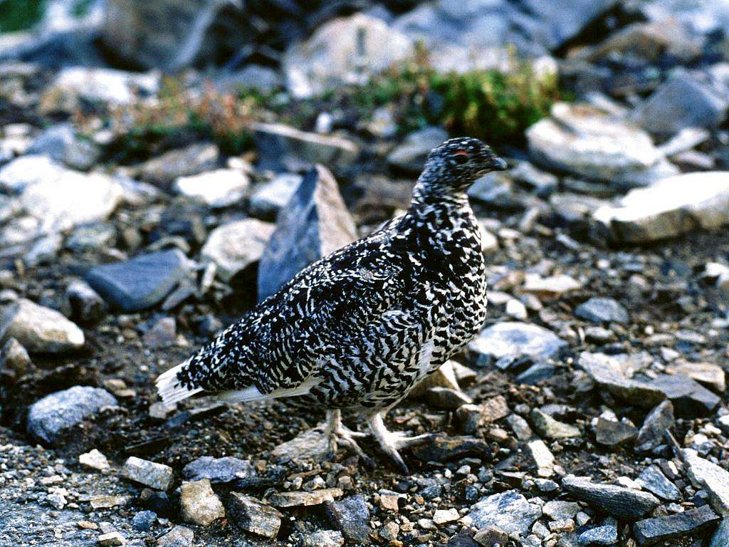 A White-tailed Ptarmigan at...