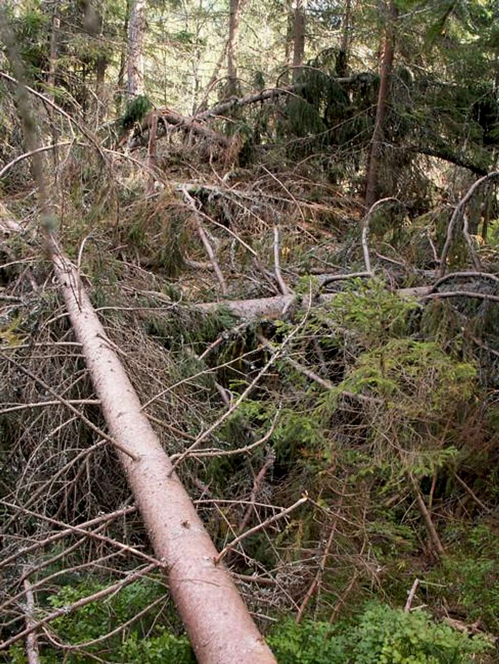 Damaged forest in Bystrá dolina