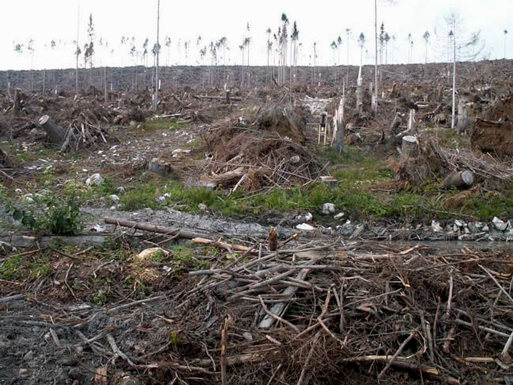 Forest damaged by windstorm...