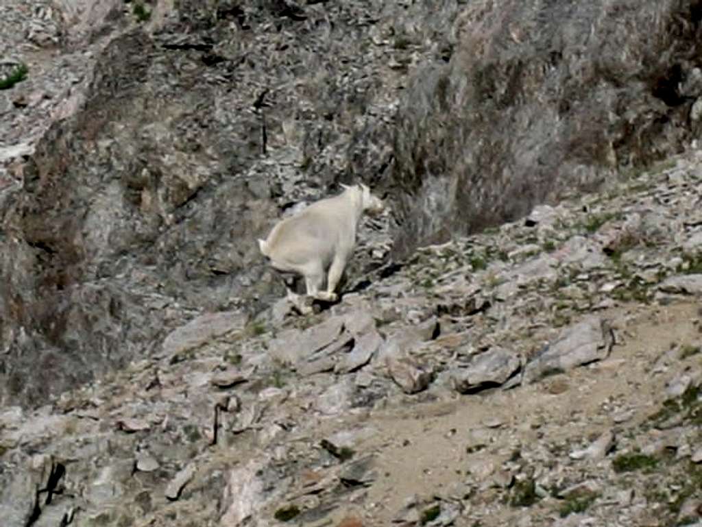 Mountain Goat Running From Me