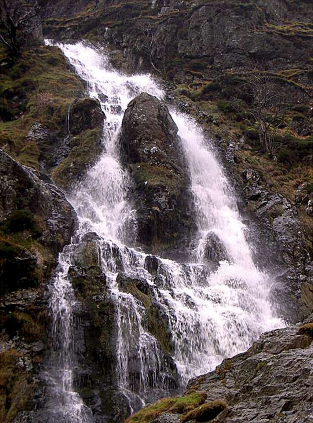 The top section of Moss Force...