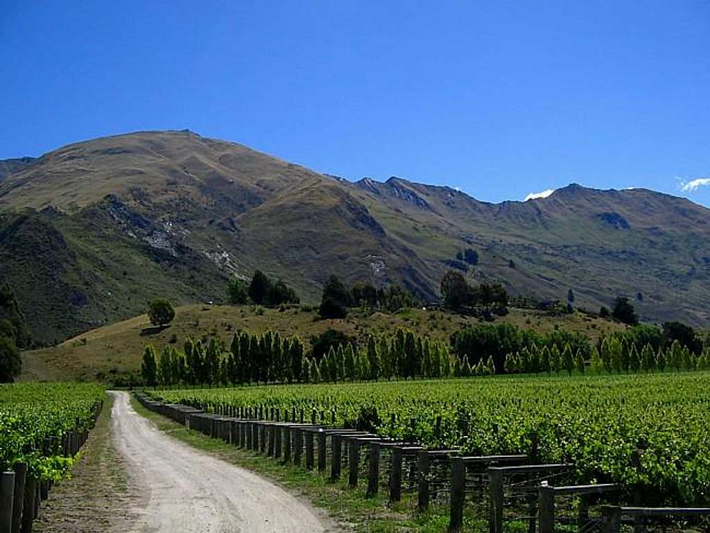 Roys Peak with vineyard
