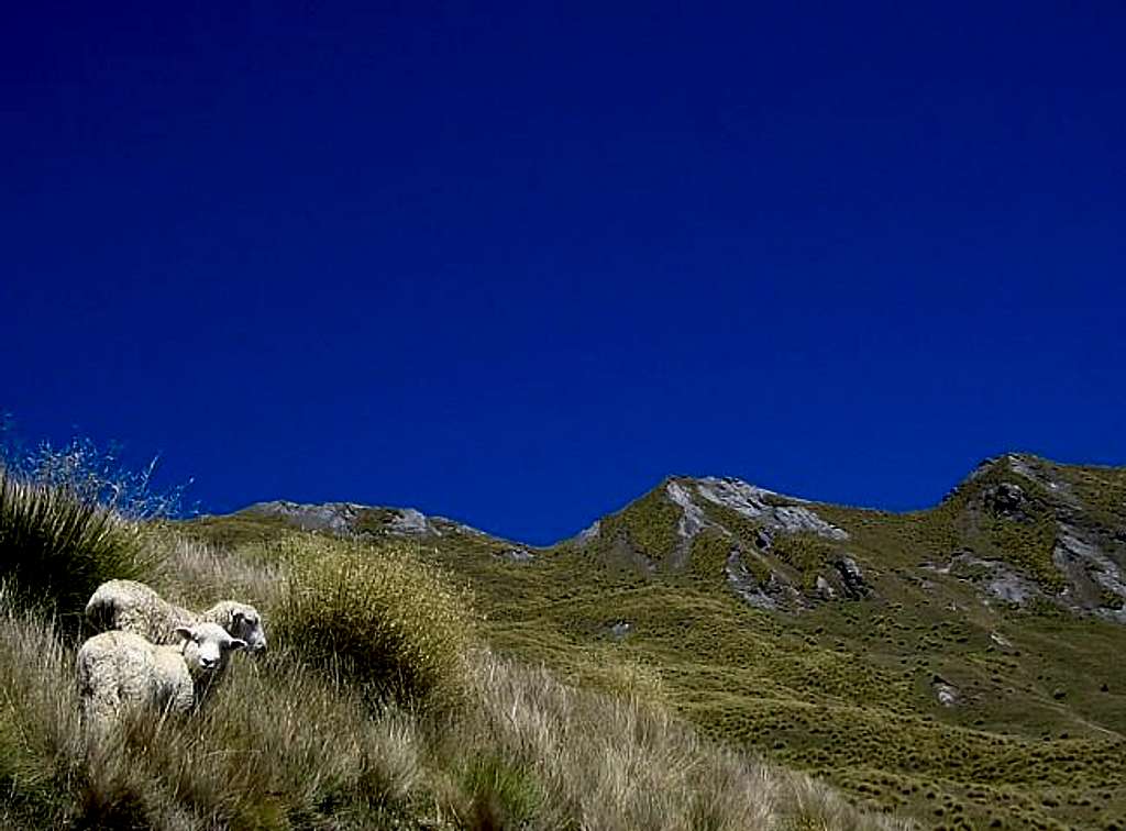 Sheep on the slopes of Roys...