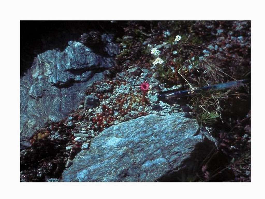 A plant of Alpi Graie - Sedum...