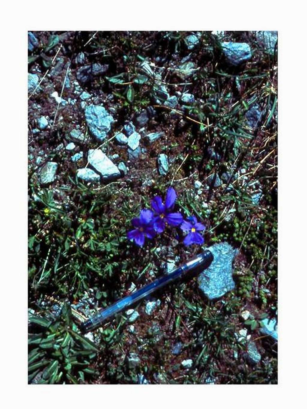 A plant of Alpi Graie - Viola...