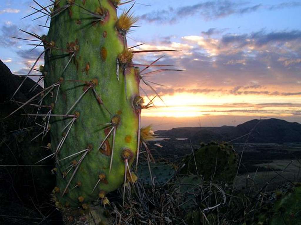 A cactus at the subsummit of...