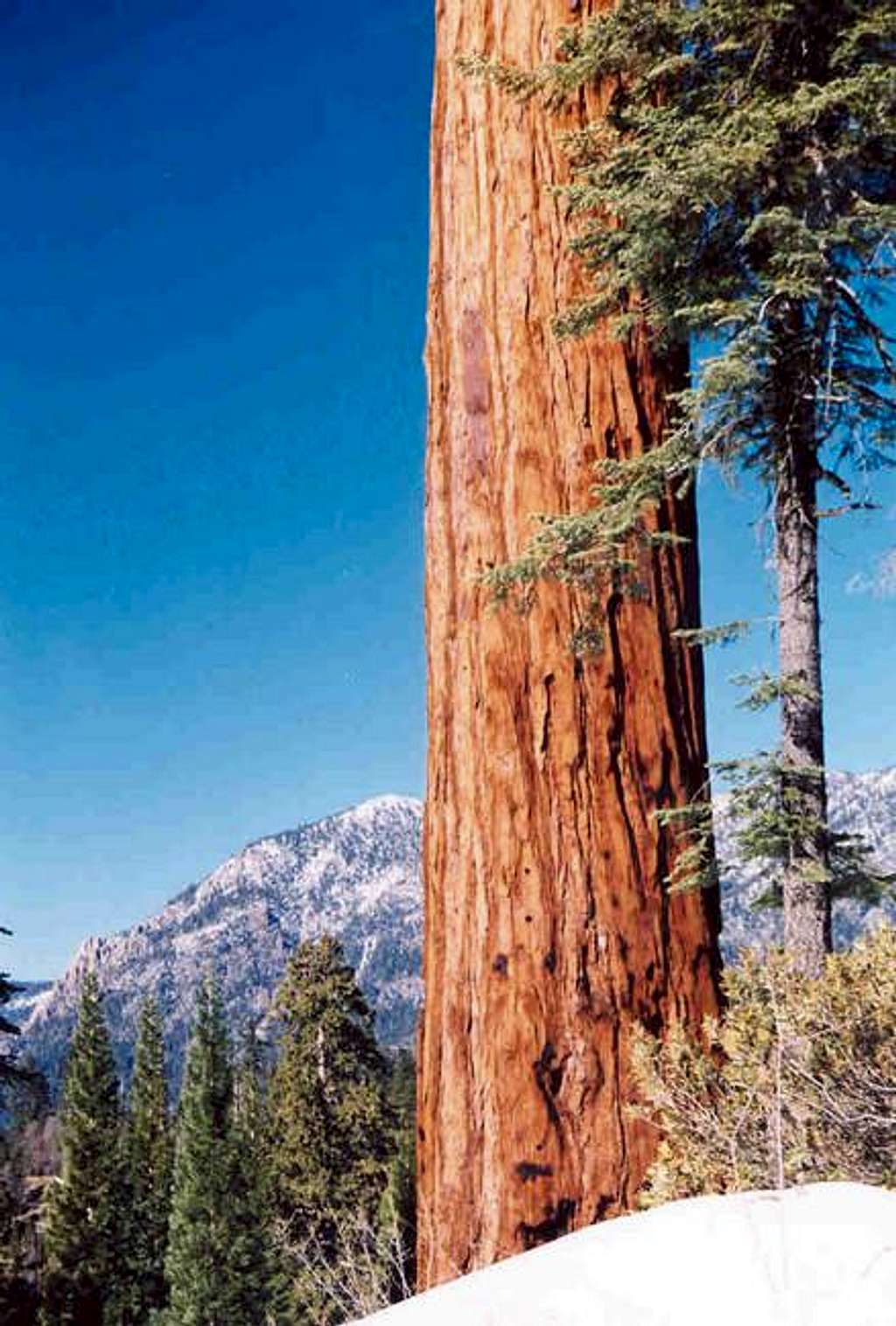 Maggie Mountain & Sequoia