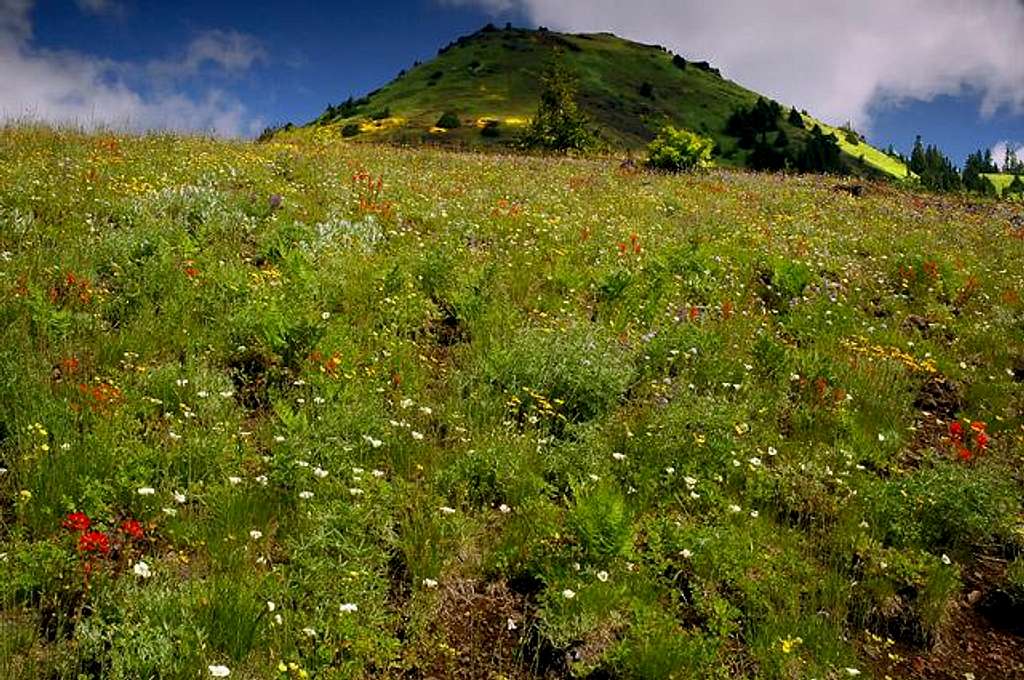 Cone Peak wildflower meadows...