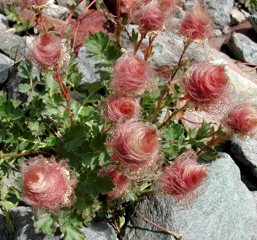 The fruit of Geum reptans, seen in the neighbourhood of Ravelli fixed  bivouac <i>2860m</i>