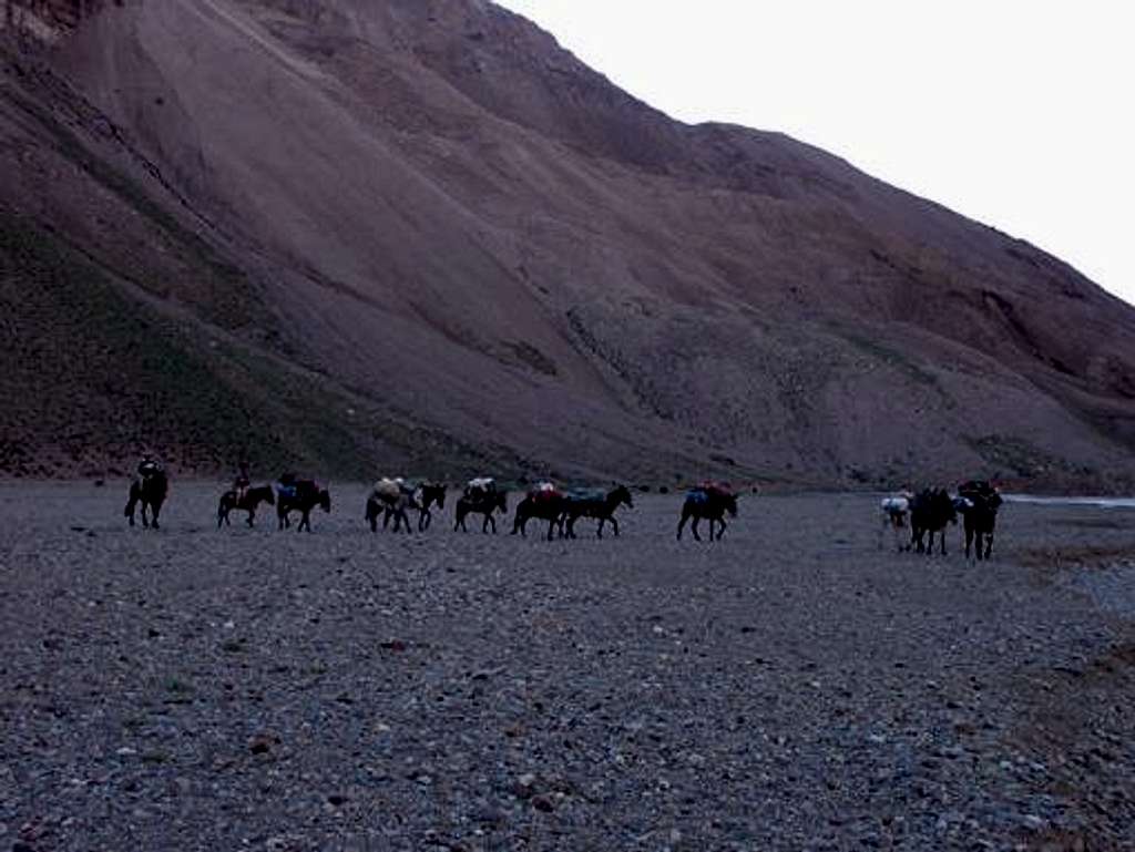 Mules near Casa de Piedra....