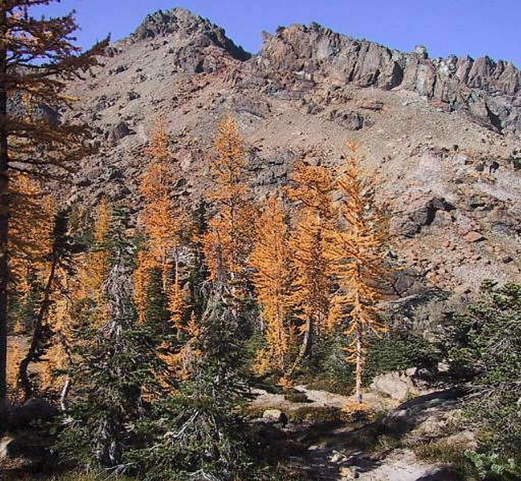 In October, the Lyall's Larch...