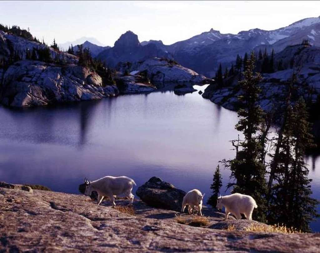 Robin Lake & goats. Sept....