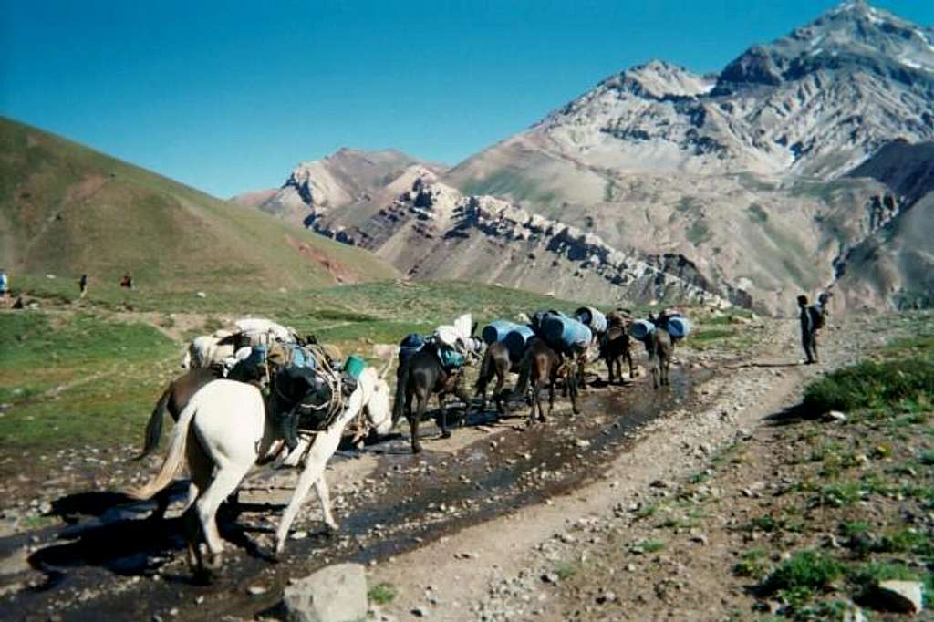 Herd of mules carrying loads...