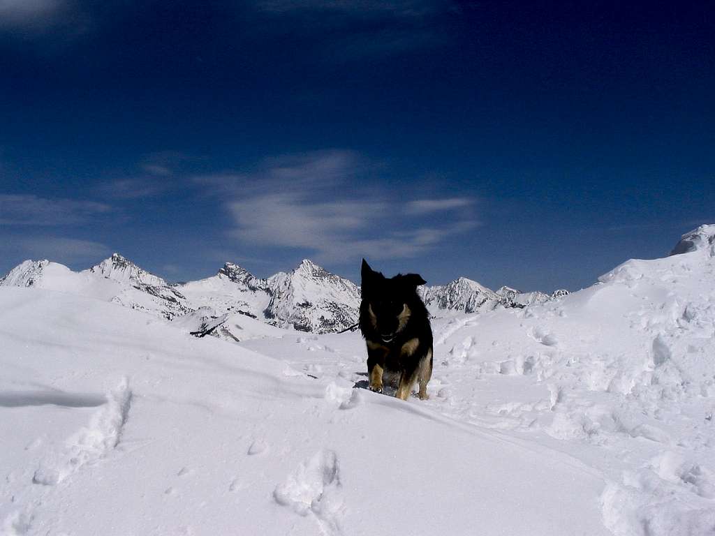 Trail Dog Summits