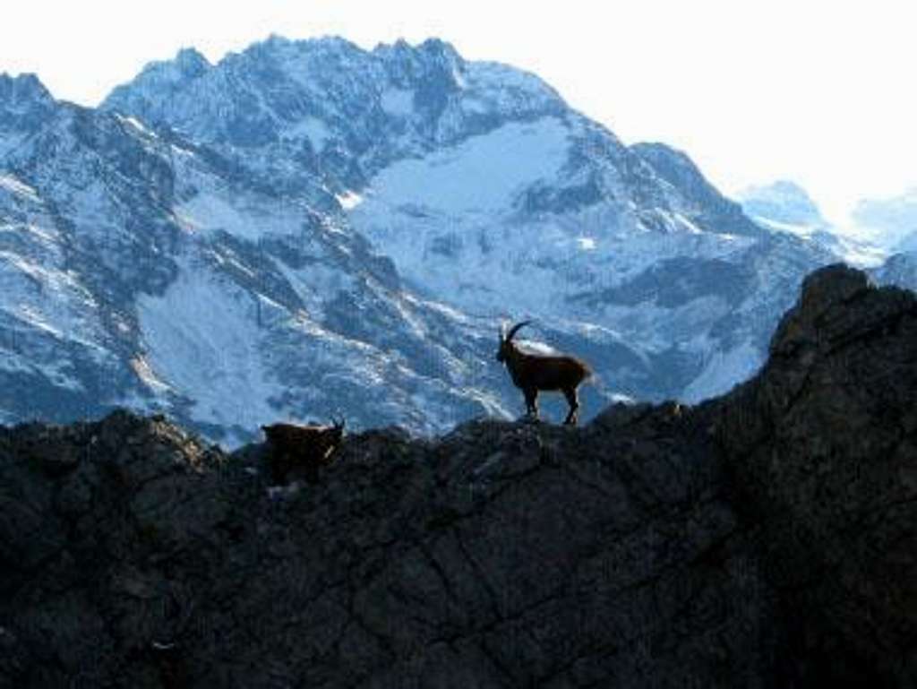 A goat before the Silvretta