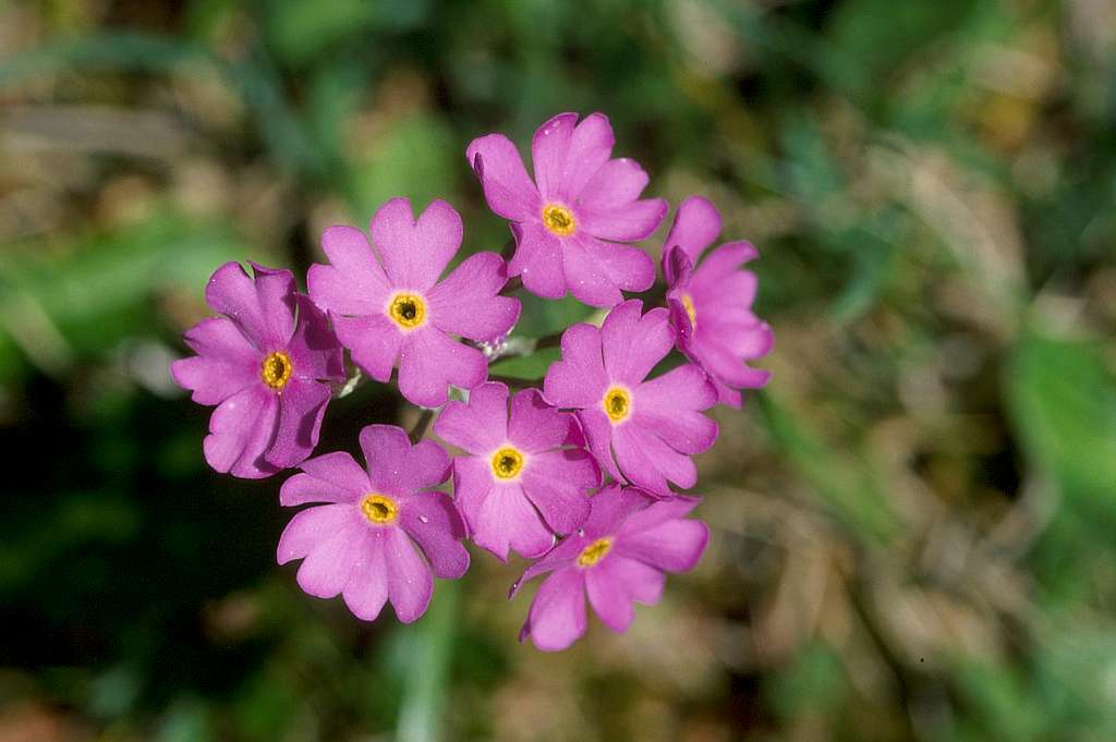 Primula halleri