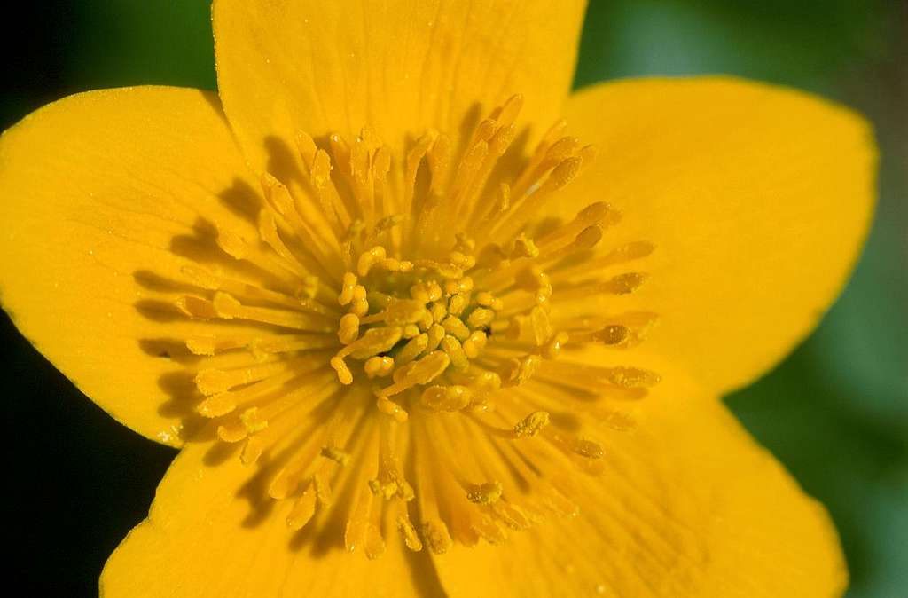 Caltha palustris