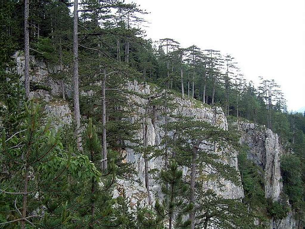 Pine trees in the Tara Canyon