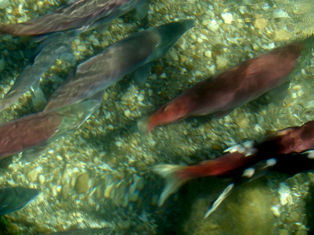 Kamchatka Salmon