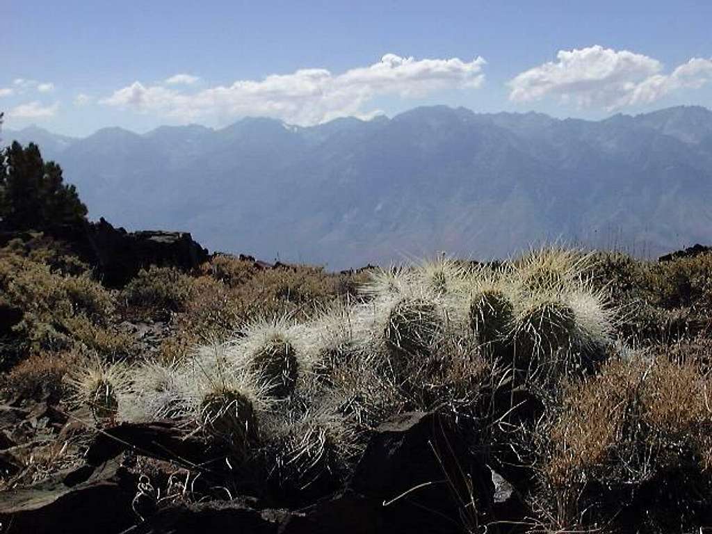 Cactus near Mazourka Peak