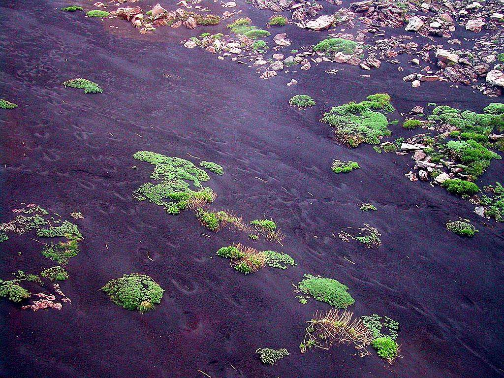 plant life starting its settlement on lava