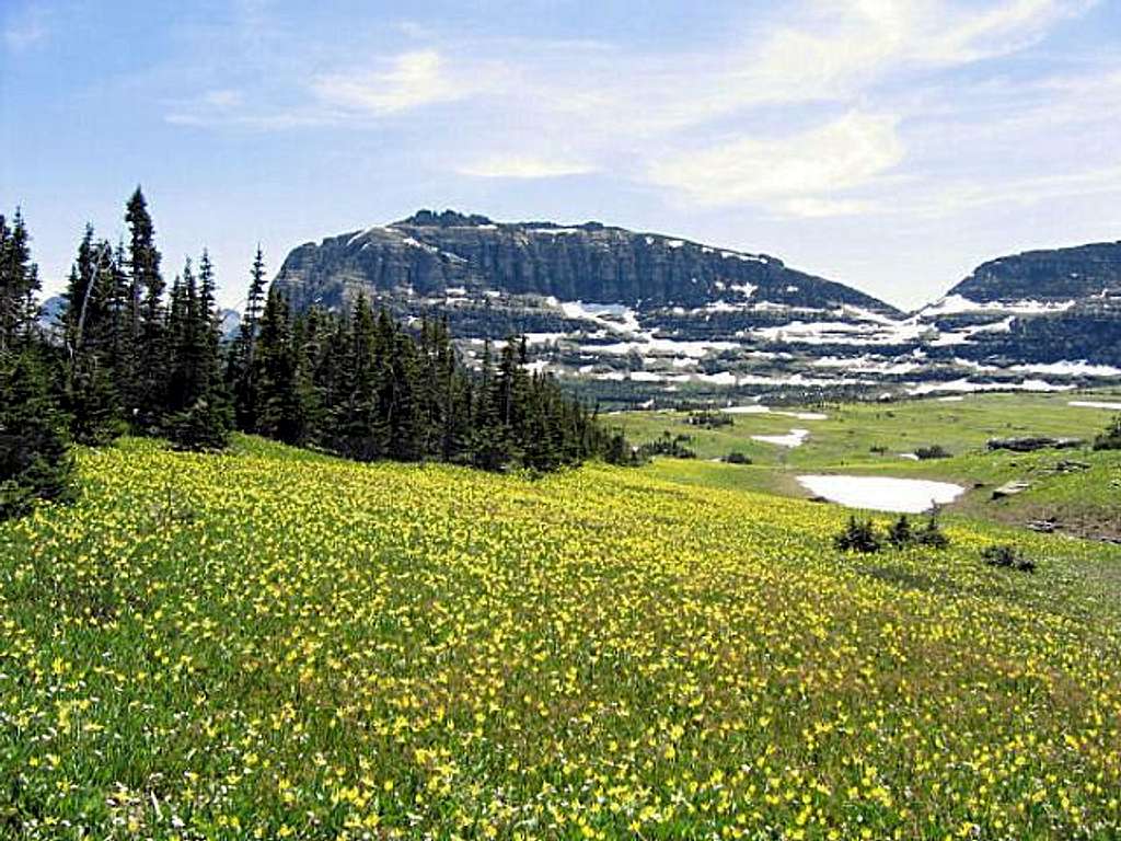 Heavy Runner Mountain & Glacier Lilies