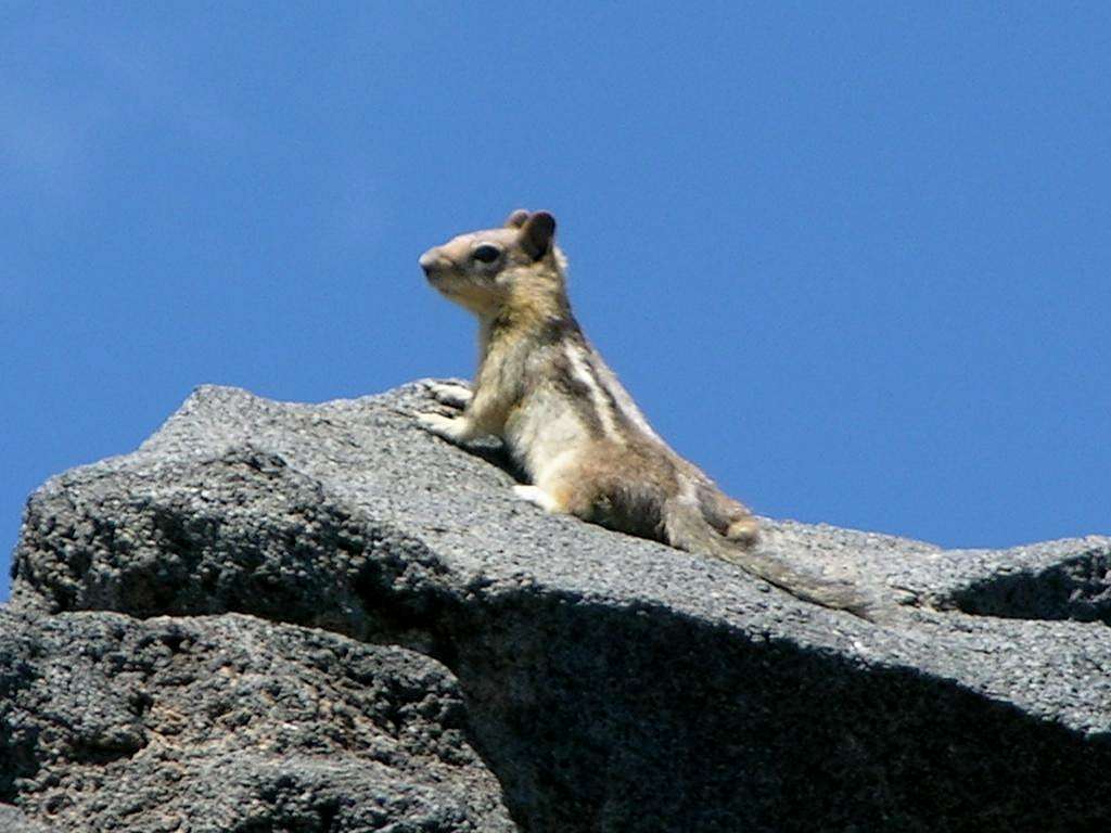 Golden Mantled Ground (er-summit)Squirrel