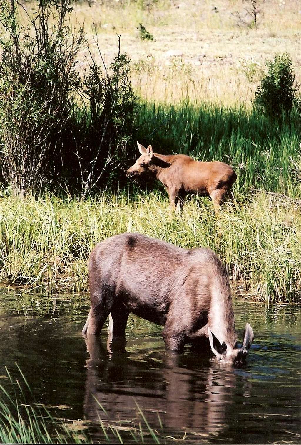 Mama moose and calf