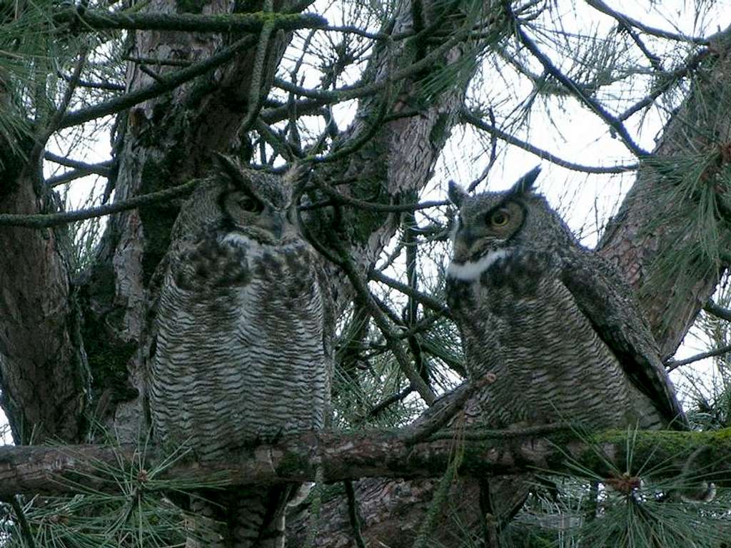 A pair of Great Horned Owls, Klamath Falls, OR