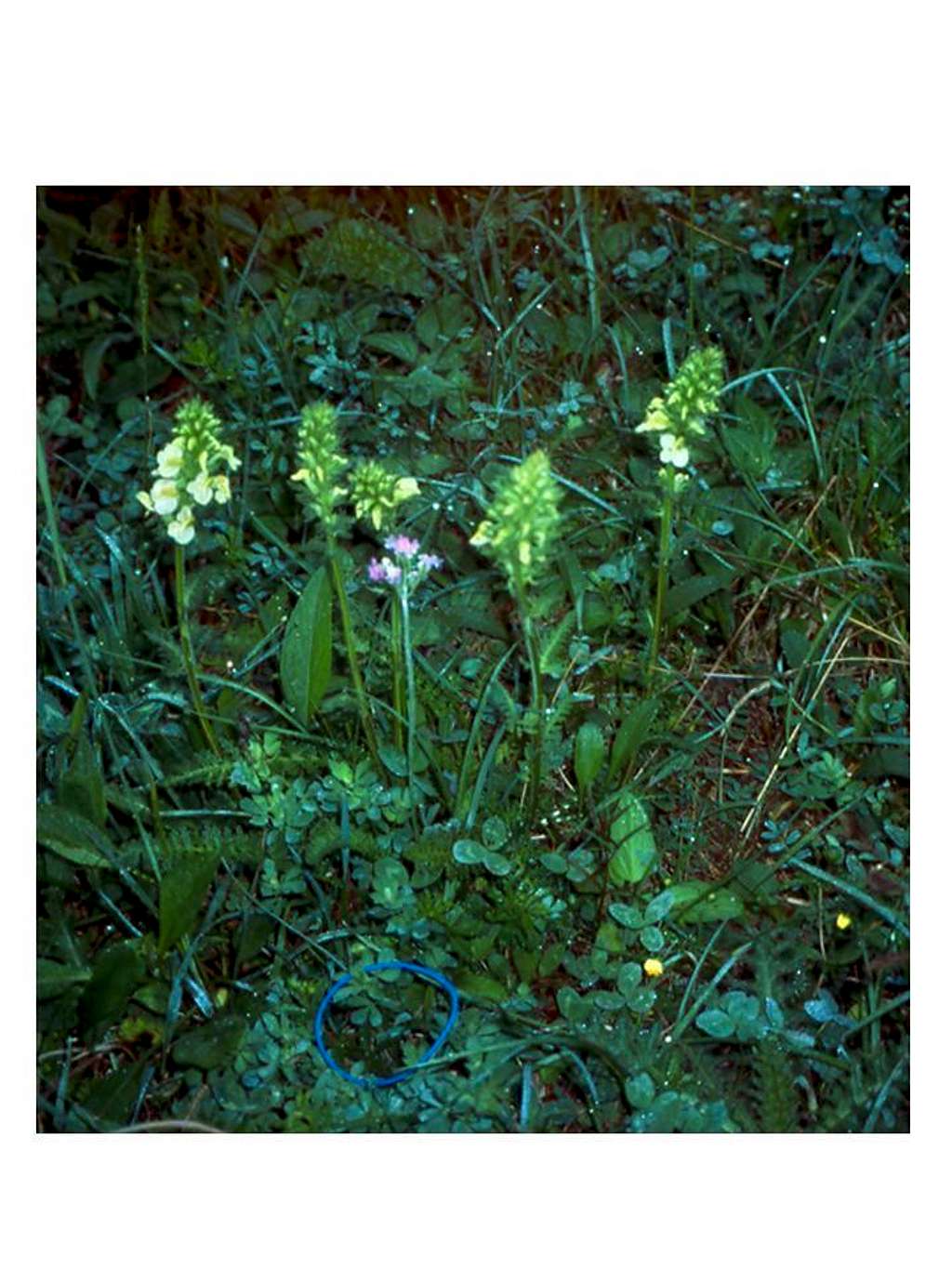 Pedicularis & Primula...